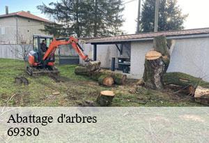 Abattage d'arbres-5