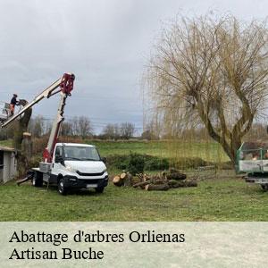 Abattage d'arbres-4