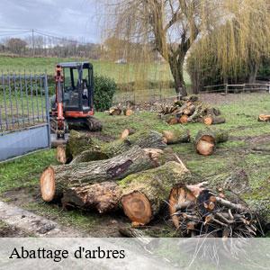 Abattage d'arbres-3