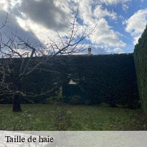 Taille de haie-3