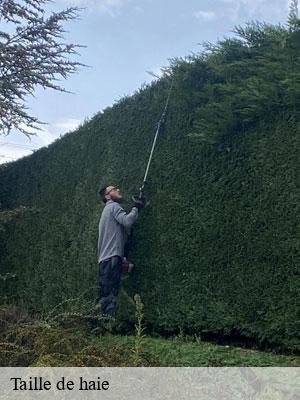 Taille de haie-6