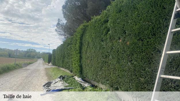 Taille de haie-9
