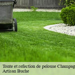 Tonte et refection de pelouse-4