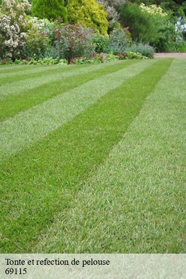 Tonte et refection de pelouse-2