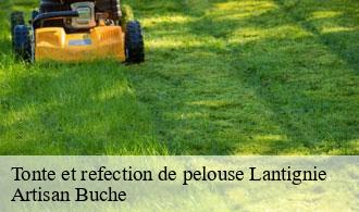 Tonte et refection de pelouse-1