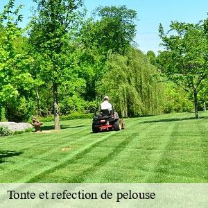 Tonte et refection de pelouse-3