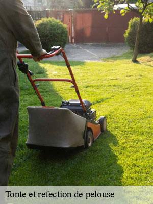 Tonte et refection de pelouse-6