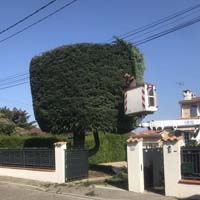 Taille de haie 69