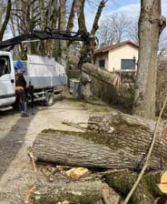 Abattage d'arbres 69